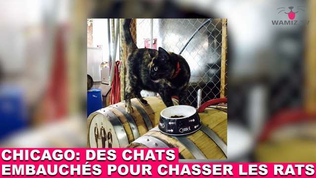 Cats at Work à Chicago: des chats embauchés pour chasser les rats! À découvrir dans la minute chat #61