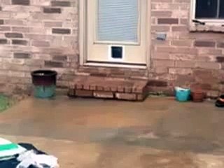 Cat owner wastes 30 minutes installing a new cat door