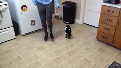 Baby Pygmy goat copies hopping - YouTube