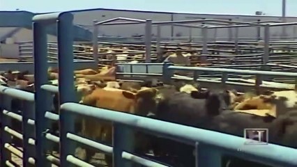 Top Documentary Films: The Science Behind Cattle Ranches