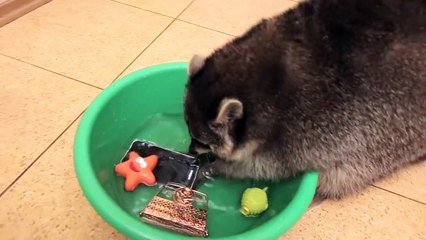 Un raton laveur lave des objets dans une bassine