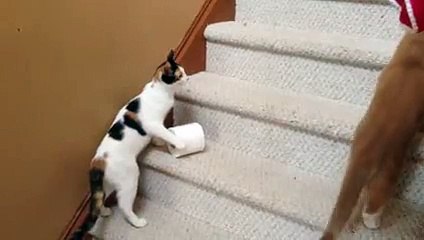 Cat Carries Toilet Paper Upstairs