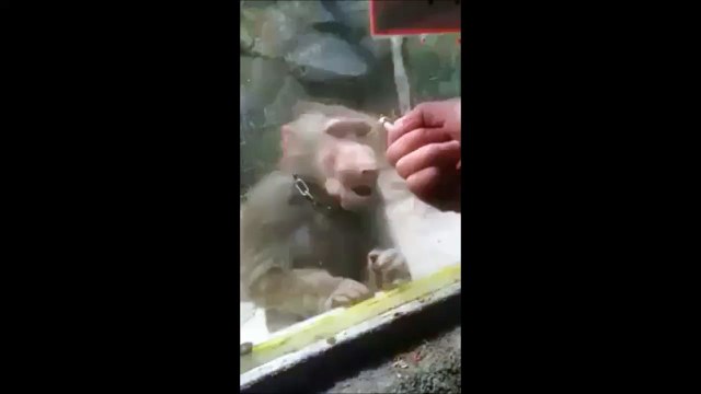 Presque!!! Un singe tellement drôle...