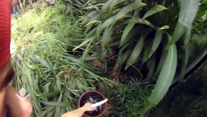 Mittagessen für einen Schuhschnabel