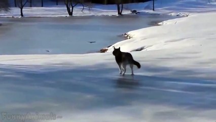 Funny Animals Slipping on Ice Compilation 2015