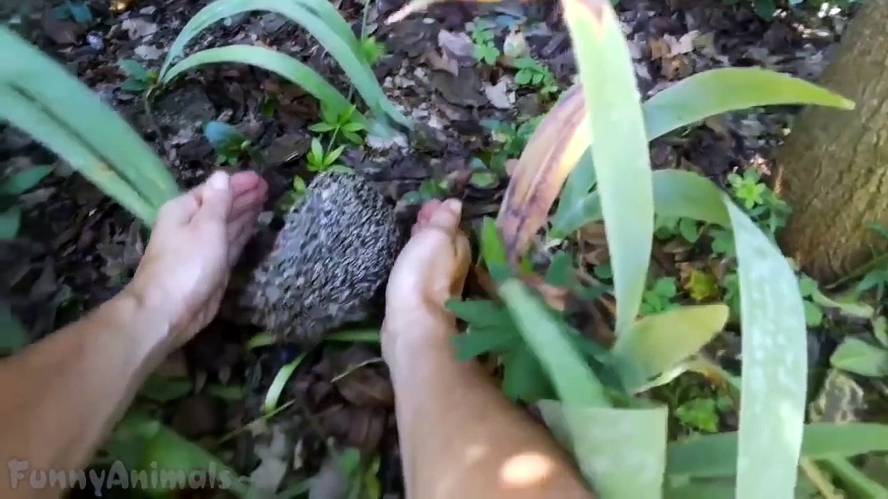 Ultimate Funny Animals Videos Compilation 2015 HD