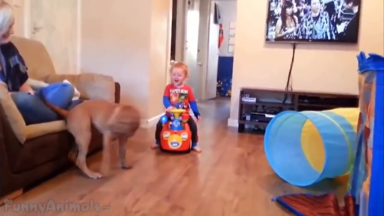 Puppies and Babies Playing Together Compilation