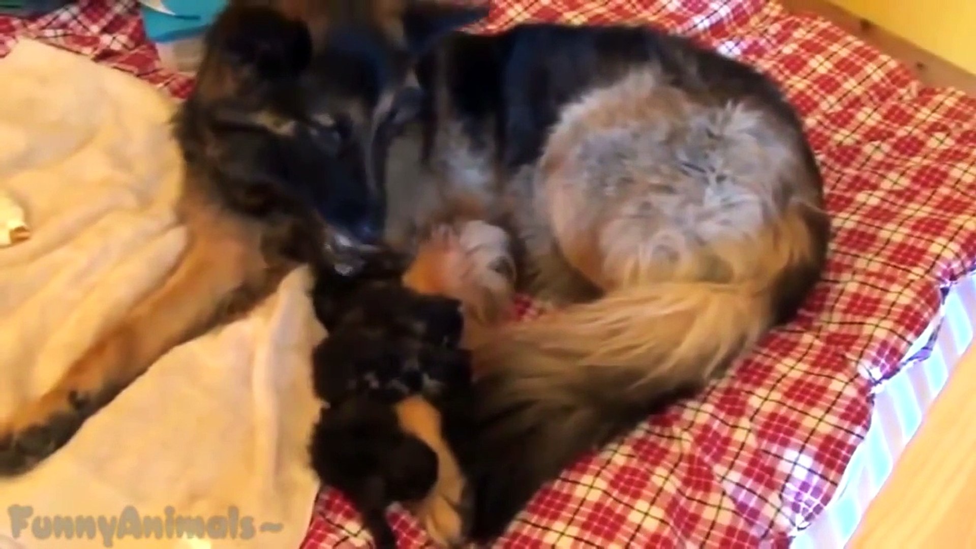 Funny Animals Adopt Other Animals Compilation