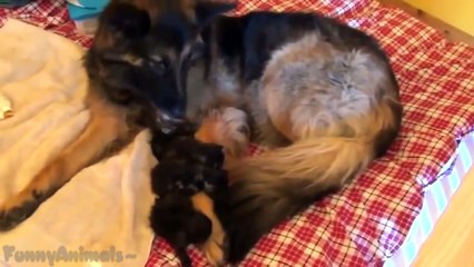 Funny Animals Adopt Other Animals Compilation