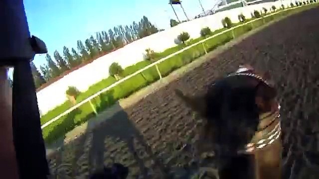 Horse racing accident averted. (contains profanity)