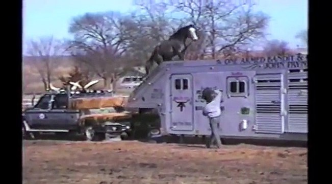 Horses Ponies and Fails