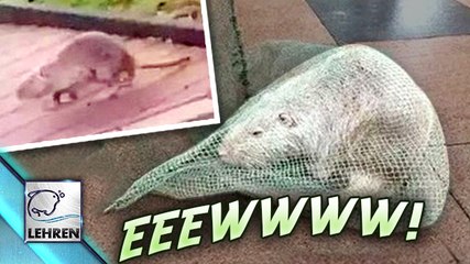 Woah!! Cat-SIZED Rat Spotted??