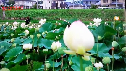 橋の下世界音楽祭 2012 ドキュメンタリー タートルアイランド soulbea