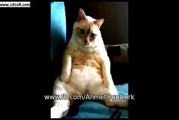 bir kedi düşünün, aynı anda hıçkırıp osurabilen