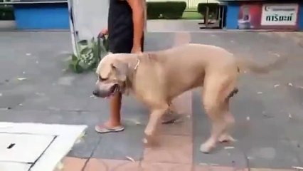 Cat attacked Dog and save her Baby!! must watch