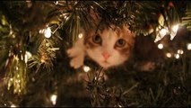 Cats vs Christmas Trees 2016