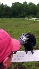 Raven Rescue (Crow)