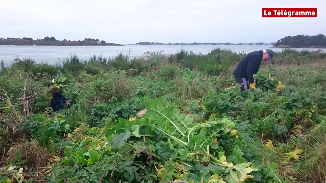 Ile d'Er Lannic (56). Bretagne vivante mène un chantier de débroussaillage
