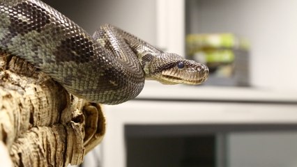 Les trois bizarreries... du boa !