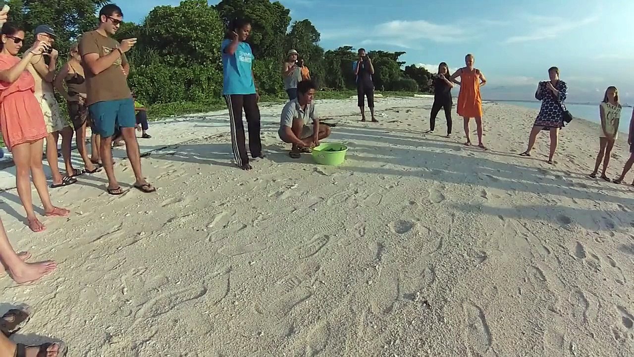 150 bébés tortues découvrent la mer