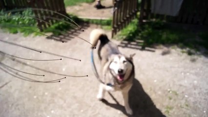 Un husky contento de dejarse masajear la cabeza