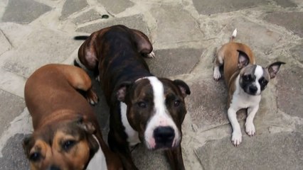 El ataque del perro ladrón de salchichas