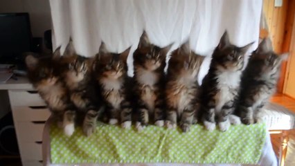 Comment tester les réflexes de 7 chatons