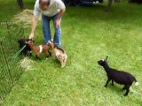 Une chèvre déchainée s'amuse à sauter par dessus les autres chevraux