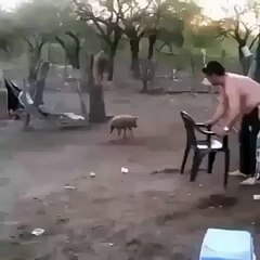 Il voulait capturer ce marcassin mais il ne s'attendait pas DU TOUT à ce qui allait se passer