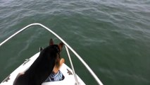 Un chien veut nager avec des dauphins