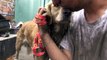 A scared Golden Retriever panics during her rescue. Her reaction once she was saved is amazing!