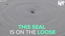A Seal Has Been Living In The Hudson River All Summer