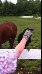A Women playing with Crow(Amazing) Crow behave was Awesome (united state)