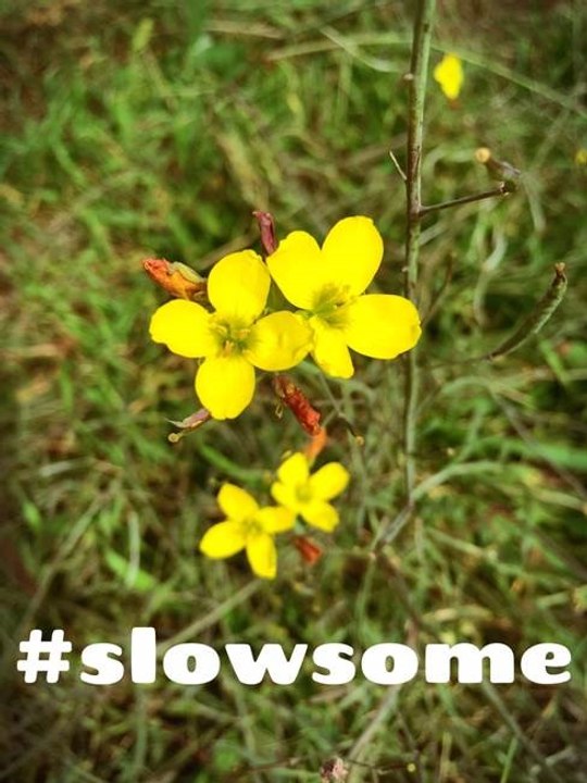 SLOW - Guide Michelin