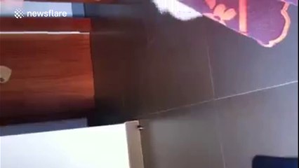 Cute puppy dancing to latino music