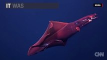 Giant Sea Creature Caught on Tape