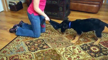 Video Brochure For The Best Family Raised Personal Protection Dogs For Sale