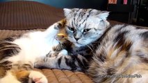 Kitten and Cat gives love to each other and falls asleep  Too Cute