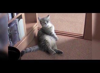 La manière dont ce chat s'y prend pour obtenir une caresse est surprenante