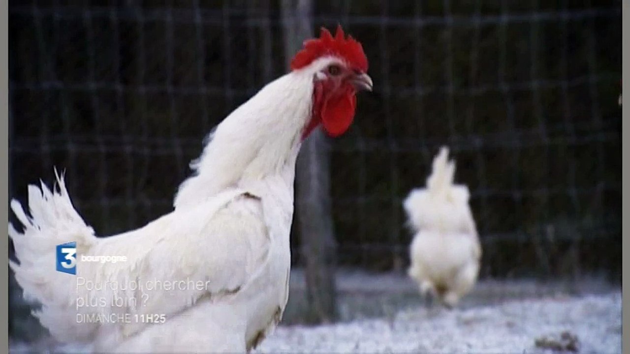 Les Glorieuses de Bresse : un magazine Pourquoi chercher plus loin (bande-annonce)