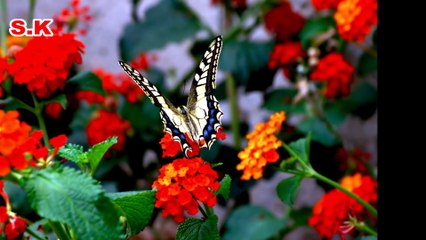 AFGHAN SONG JAMSHAID PARWANI  Mohabbat Kardan Judai Dara