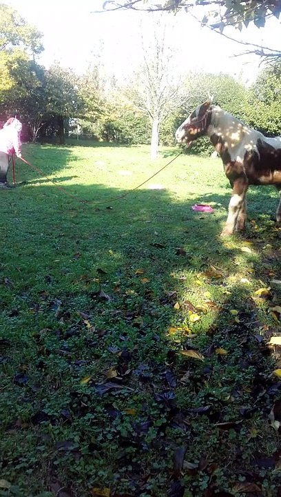 ringo et cendrine la vague voici 3versions de la vague