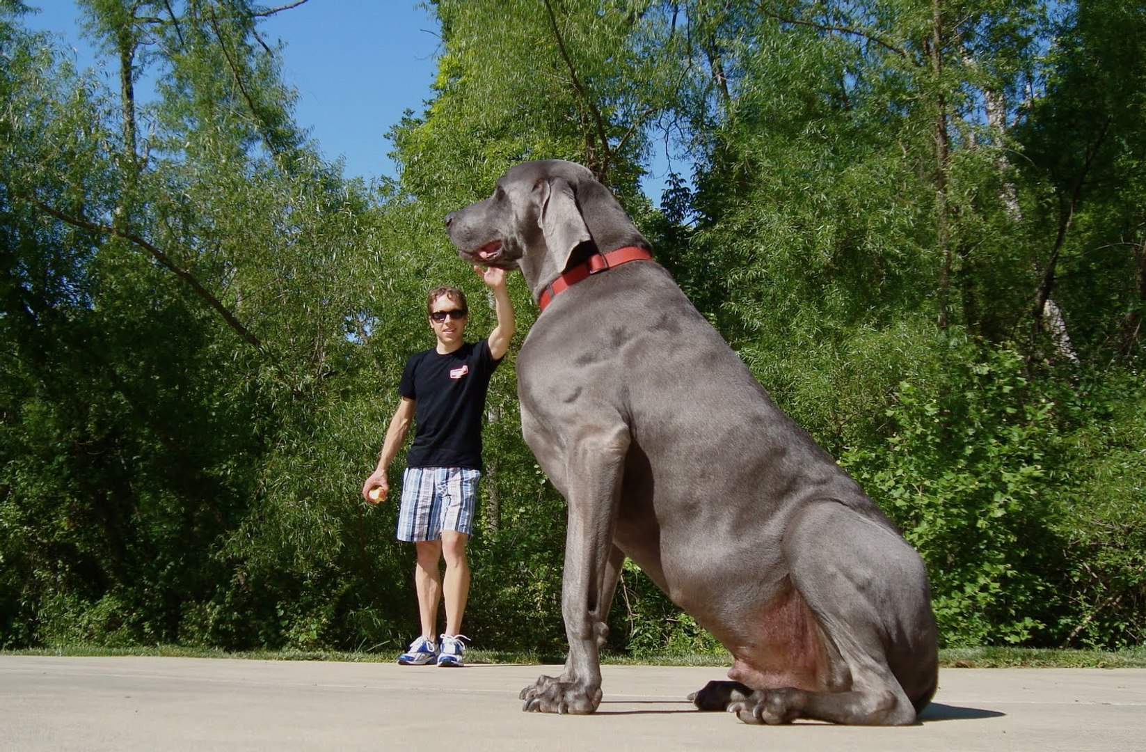 Top 10 Largest Dog Breeds In The World Video Dailymotion