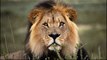 Lions Most Powerful and Dangerous Attack on other Animals   Best Wild Animal Videos