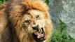 Lions Most Powerful and Dangerous Attacks Analysis Best Wild Animal Videos
