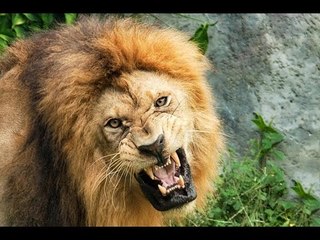 Lions Most Powerful and Dangerous Attacks Analysis Best Wild Animal Videos