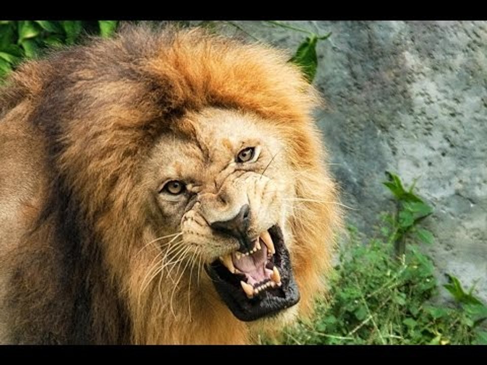 Lions Most Powerful and Dangerous Attacks Analysis Best Wild Animal Videos