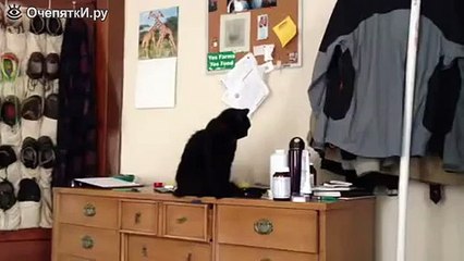 Наглый кот и банка. ЭТО НЕ Я... ОНА САМА УПАЛА