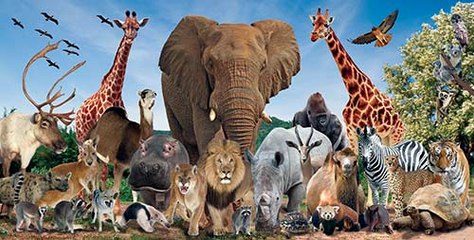 Male Lion vs Black Bear_Man VS Donkey Best Wild Animal Videos   Animal Attacks And Loves when animals attack