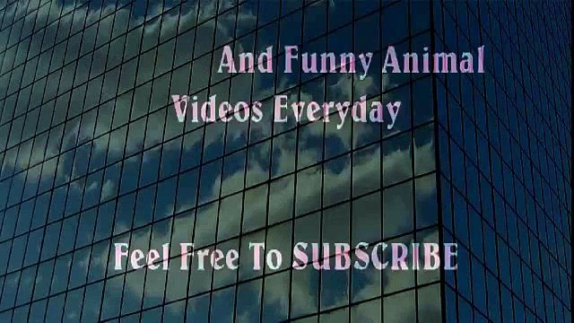 Man VS Donkey Best Wild Animal Lions Most Powerful and Dangerous Attack on other Animals Videos Animal Attacks And Loves when animals attack